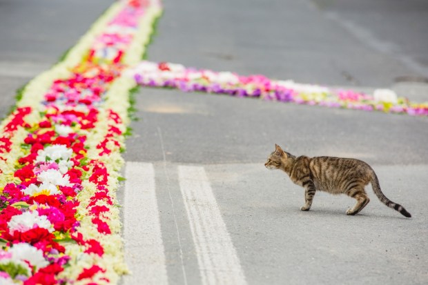 dywan kwiatowy Zalesie Śląskie