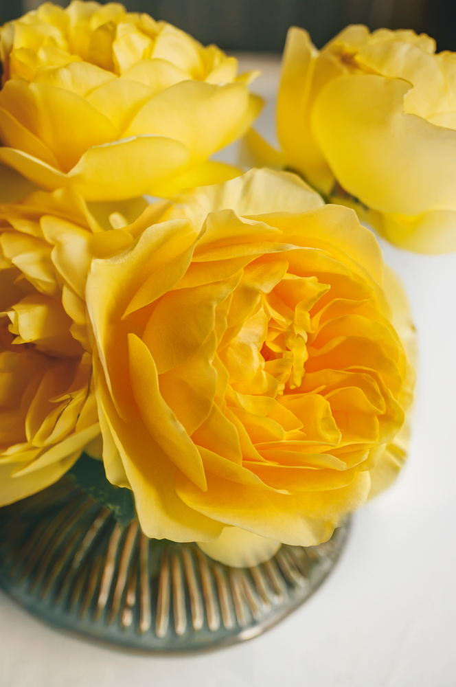 bouquet roses jaunes