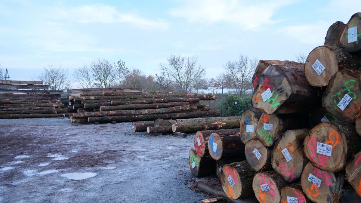 Bénédiction des grumes de Notre-Dame :