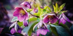 [EN IMAGES] La jolie symbolique spirituelle des fleurs