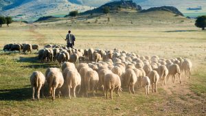 Pasterz prowadzi stado owiec