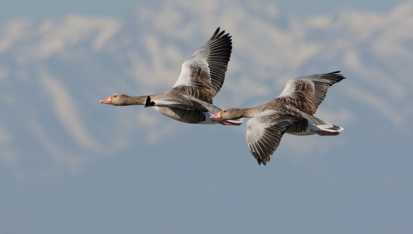 GOOSE-VOL-FLY-shutterstock_2264468969.jpg
