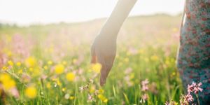 Ces miracles horticoles, avant-goût du retour au Paradis
