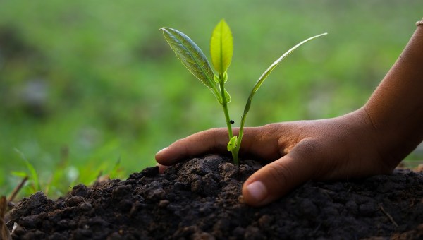 planting trees, sapling bud