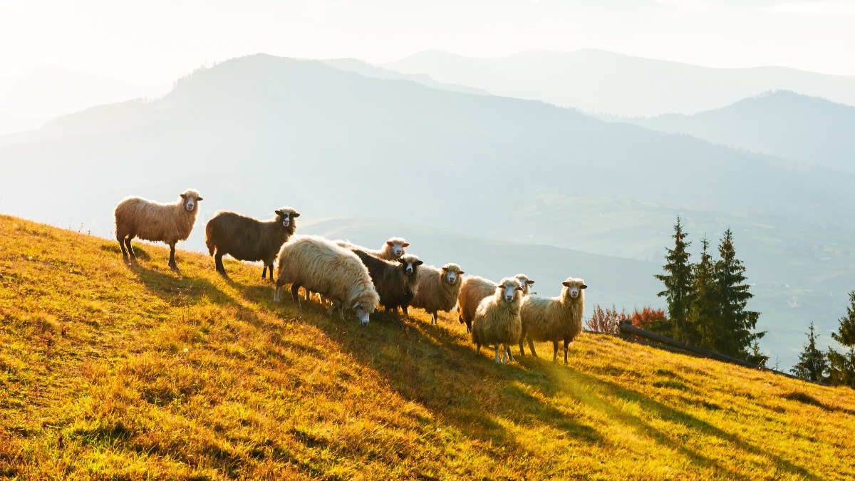 moutons