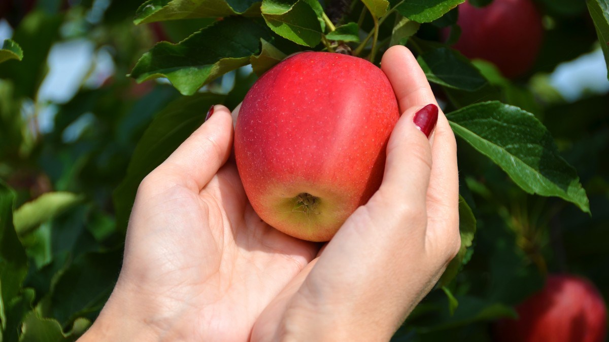 TENTATION-POMME.jpg