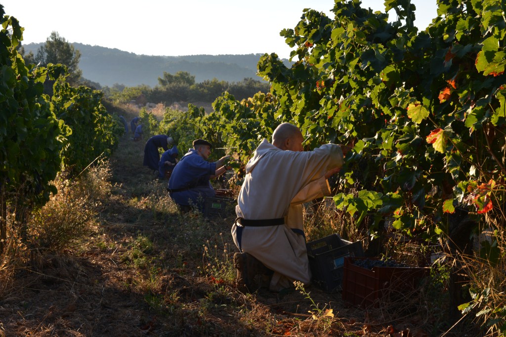 Barroux, Bénédictins, vignes, vin, vendanges, moines