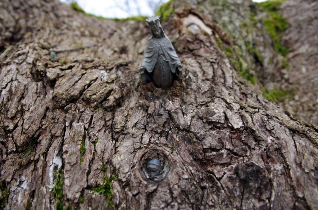 Arbre-de-Bresilley