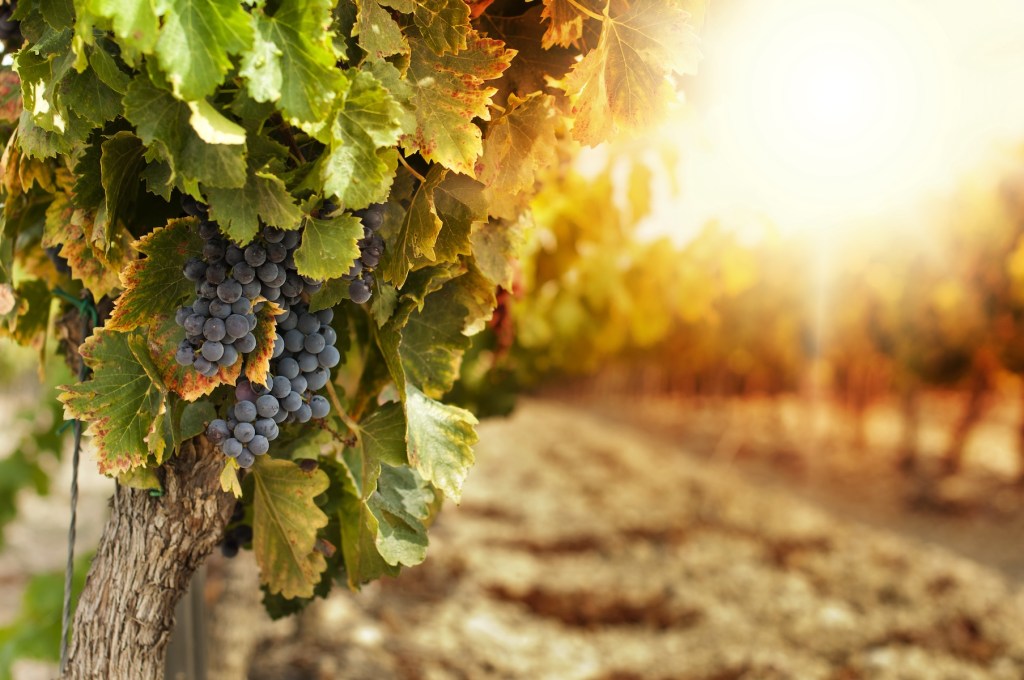 parable grapes vineyard Eucharist
