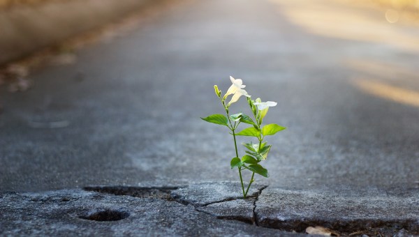 FLOWER-STREET-shutterstock_542561857