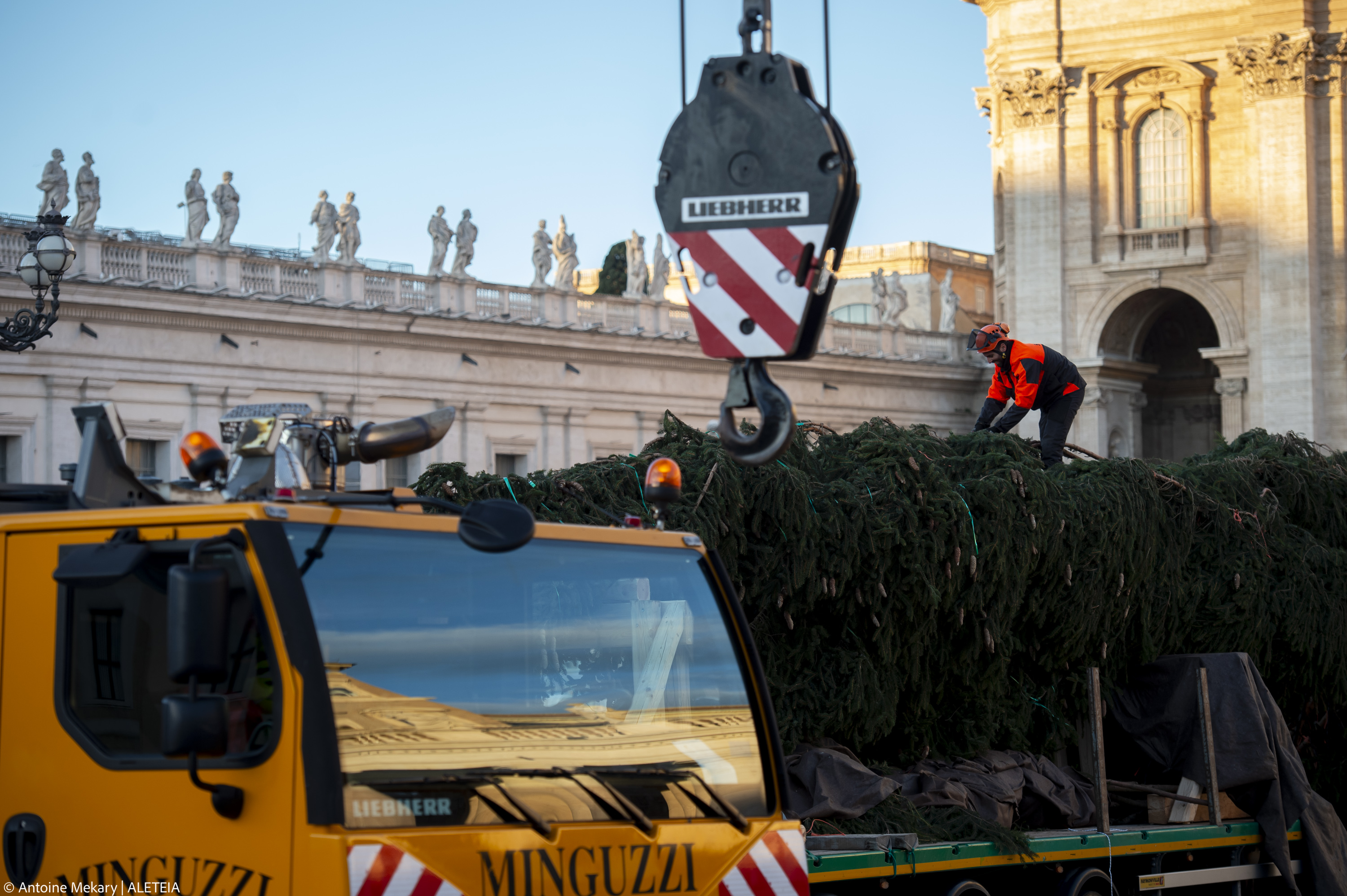 Le sapin de Noël du Pape est arrivé place Saint-Pierre