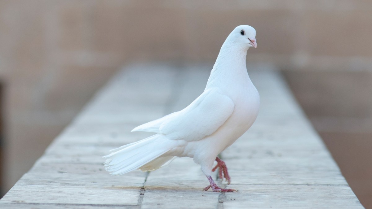 Colombe.jpg