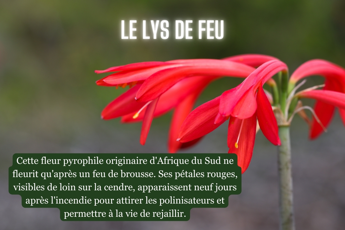 {"rendered":"Merveilles de la Cr\u00e9ation : ces plantes miraculeuses qui nous parlent de Dieu"}