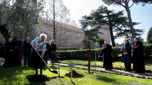 in the Vatican Gardens, a Grafted Apple Tree by the blessed Józef Ulma.