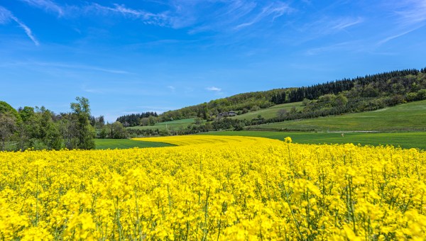 CHAMP-DE-COLZA-PRINTEMPS-shutterstock