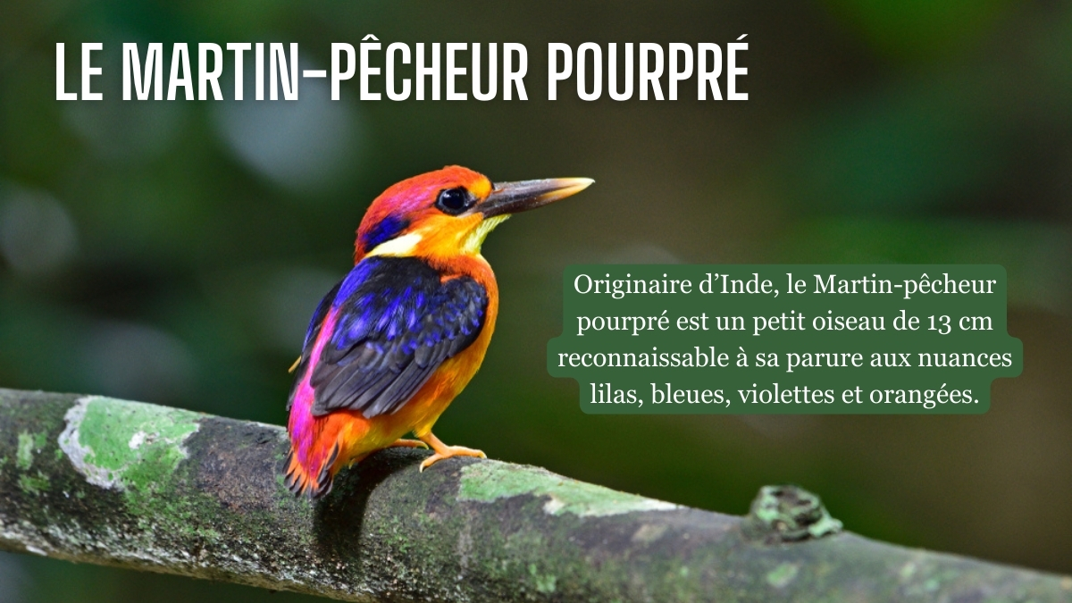 Ces animaux merveilleux qui nous parlent de Dieu