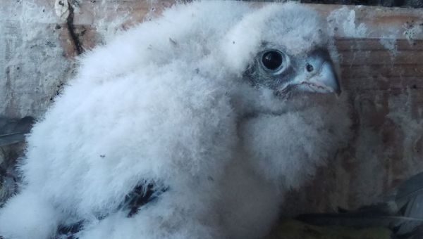 BEBES-FAUCONS-VILLE-DE-NANCY