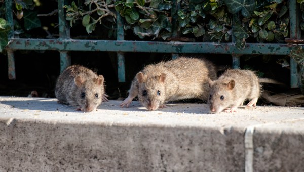 RATS-PARIS-shutterstock