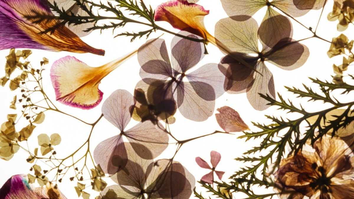 HERBIER-FLEURS-SECHEES.jpg