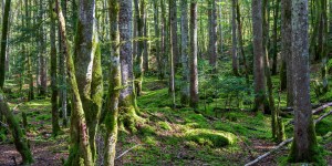 Et si nous passions notre été avec les arbres ?