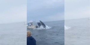Insolite, ces pêcheurs ont connu la frayeur de Jonas !