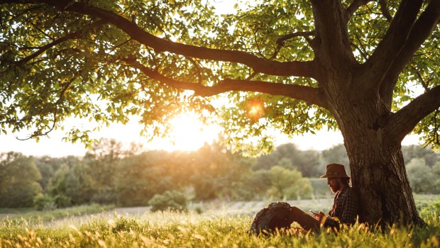 HOMME-ARBRE-shutterstock