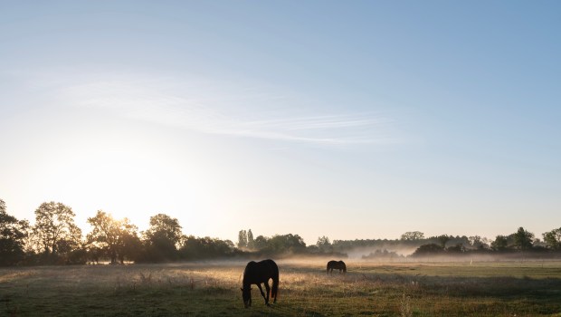 NATURE-CAMPAGNE-FRANCE-MATIN-shutterstock