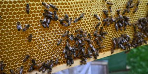 Se mettre en prière comme les abeilles rentrent à la ruche