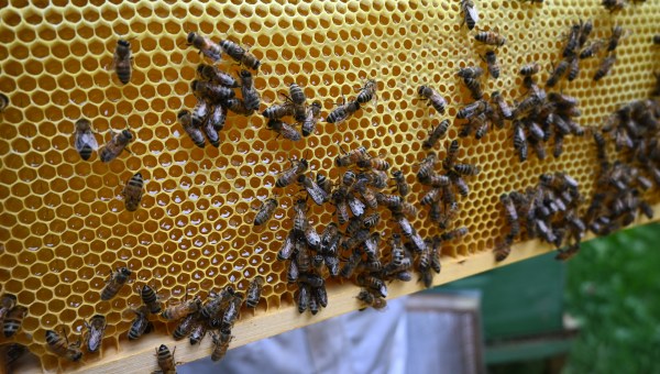 Corner Item Image - Se mettre en prière comme les abeilles rentrent à la ruche