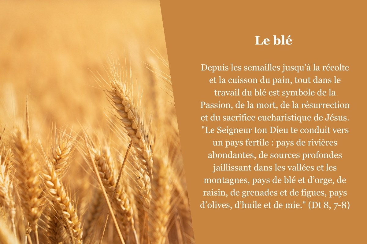 Quelles sont les plantes mentionnées dans la Bible ?