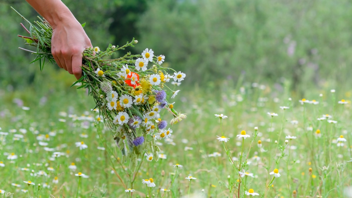 bouquet-de-fleurs.jpg