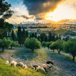 Quelles sont les plantes les plus mentionnées dans la Bible ?