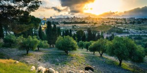 Quelles sont les plantes les plus mentionnées dans la Bible ?