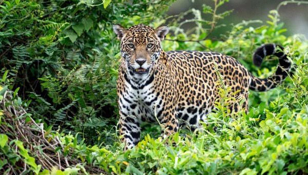 JAGUAR-ATTACK-shutterstock