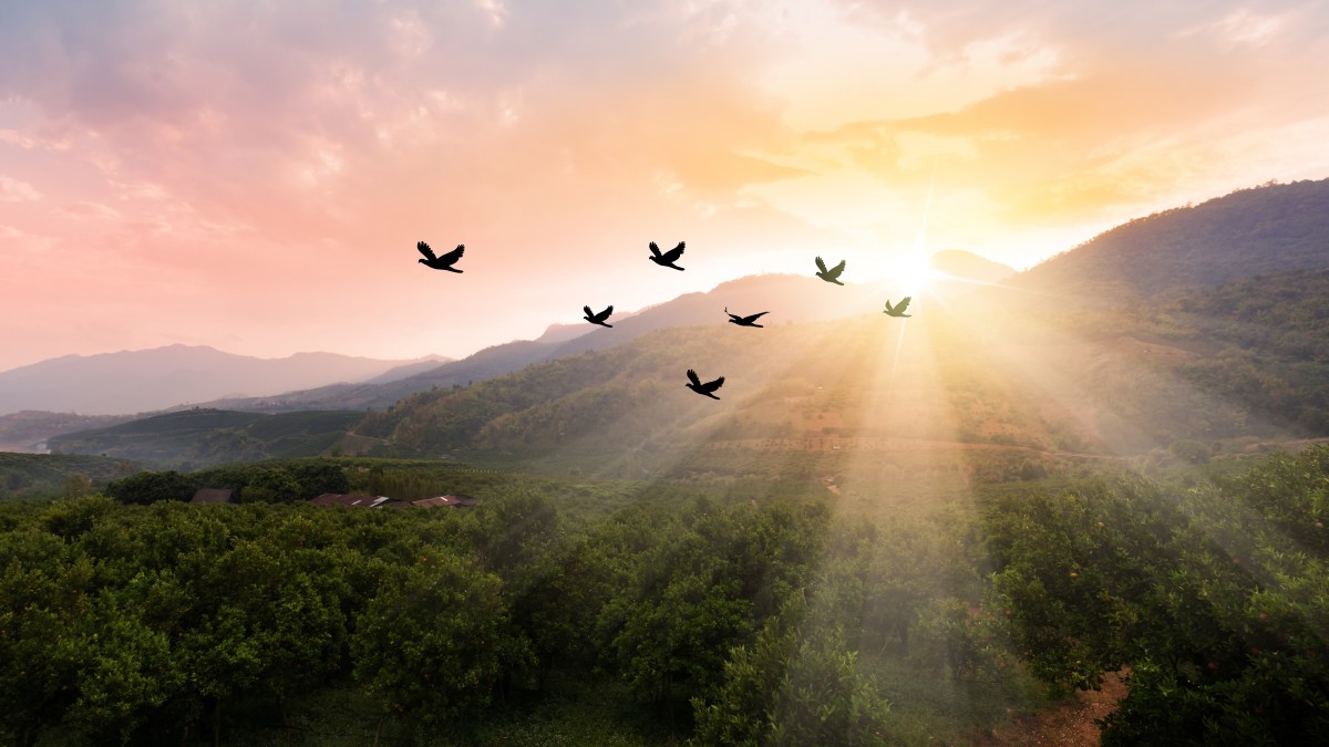 PAYSAGE-OISEAUX-COUCHER-DE-SOLEIL-shutterstock