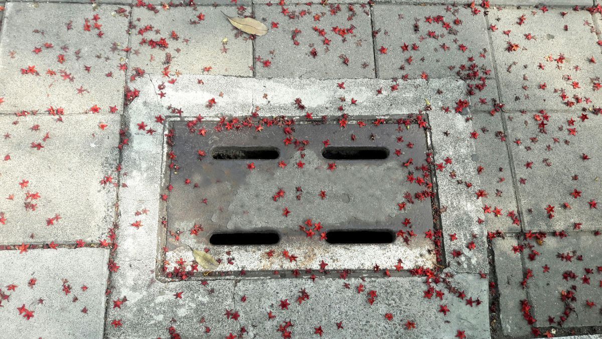 les trottoirs et les égouts du quartier sont parsemés de fleurs roses.