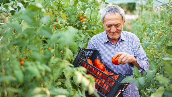 Vieil homme récoltant des légumes frais dans le jardin, profitant d'une activité de plein air, mode de vie sain, jardinier âgé avec panier de produits, retraite active, passe-temps de jardinage