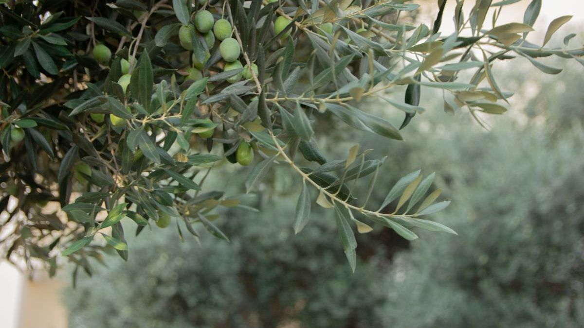 Olives vertes suspendues sur une branche d’arbre.jpg