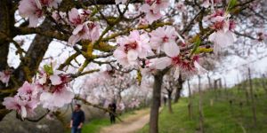 La joie du printemps, espérance de carême