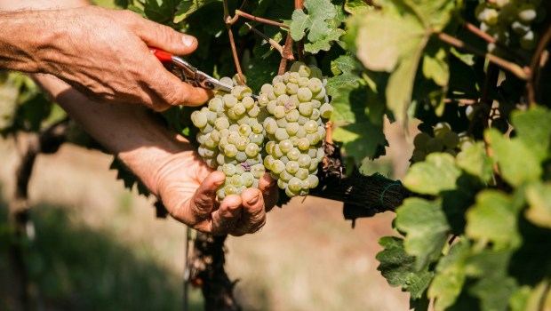 VIGNES-VIGNERON-shutterstock