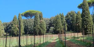 Vous reprendrez bien un verre de Laudato si’ ? Le Vatican produira son propre vin en 2027