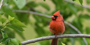 Quel lien entre cet oiseau et un cardinal ?