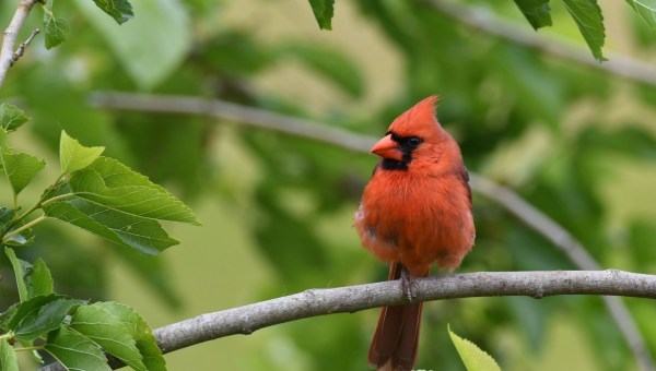 Cardinal oiseau
