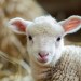 [VIDÉO] Pourquoi les chrétiens sont comparés à des brebis ?