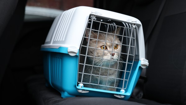 CHAT-TRANSPORT-VOITURE-shutterstock