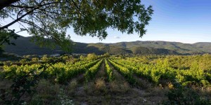 Dans les hauteurs de l’Hérault, un sanctuaire renaît grâce à la vigne