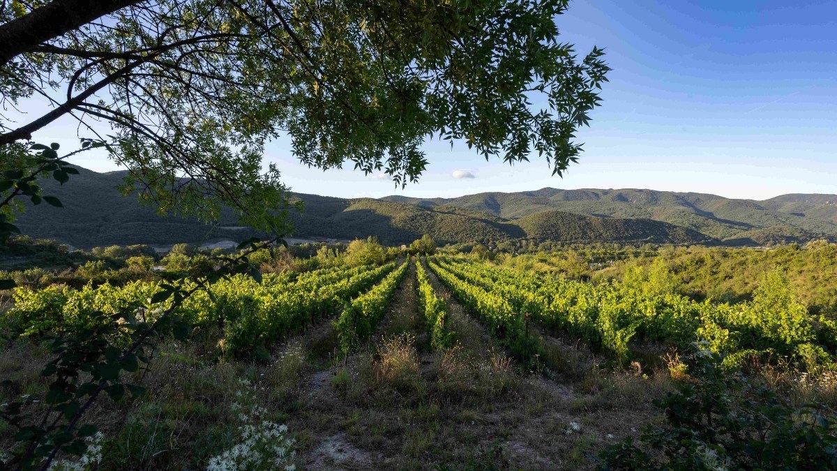 vignoble-nd-de-nize.jpg