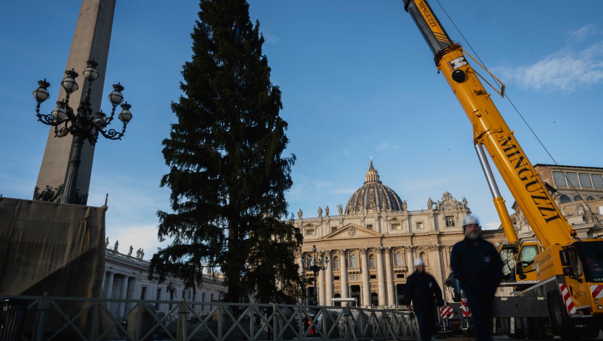 vatican-christmas-tree-2025-st-peters-square