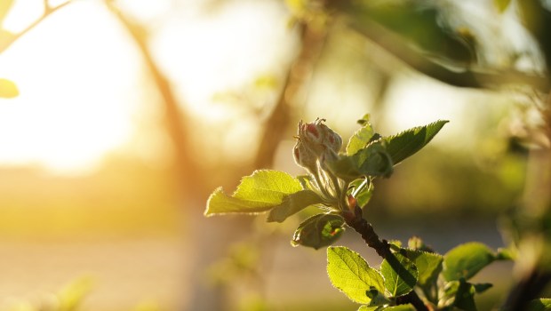 bourgeon-fleur-printemps-shutterstock
