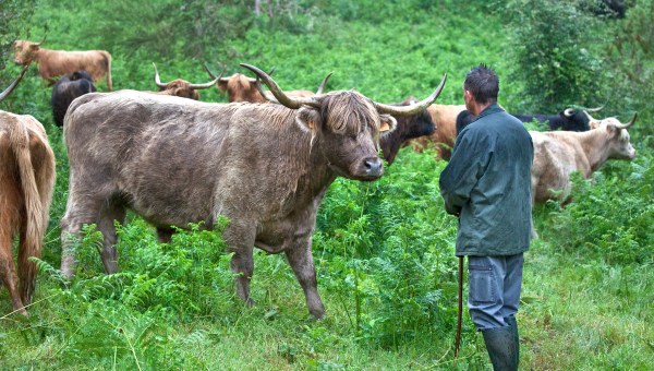 AGRICULTEURS-VACHES-TROUPEAU-AFP